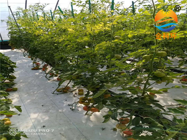 番茄好色先生软件下载17