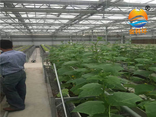 黄色好色先生草莓栽培槽