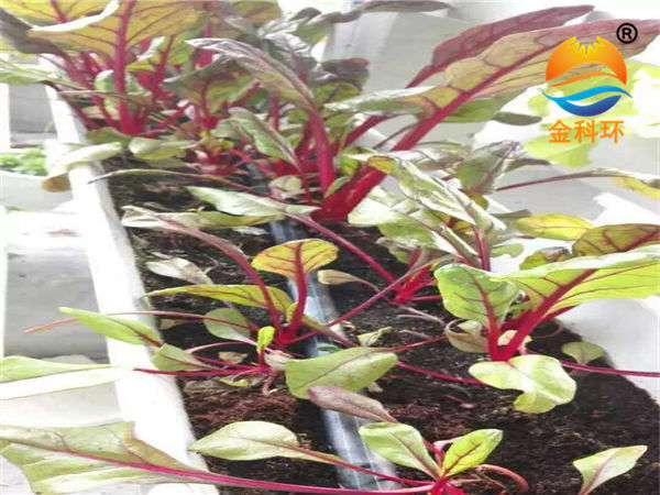 蔬菜好色先生软件下载