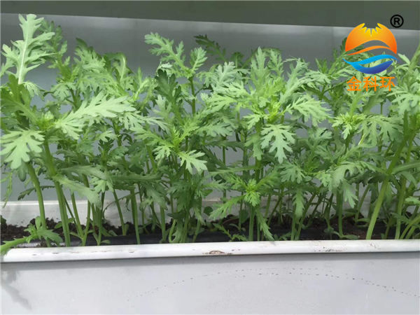 蔬菜好色先生软件下载 (19)