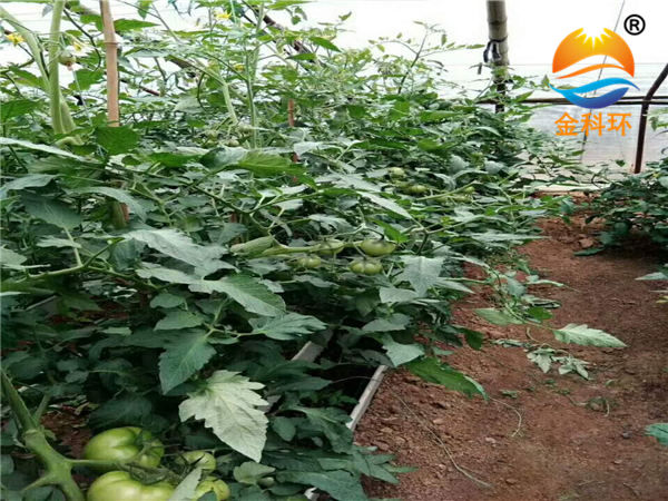 番茄好色先生软件下载03