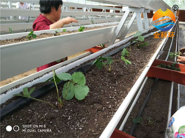 草莓好色先生软件下载41