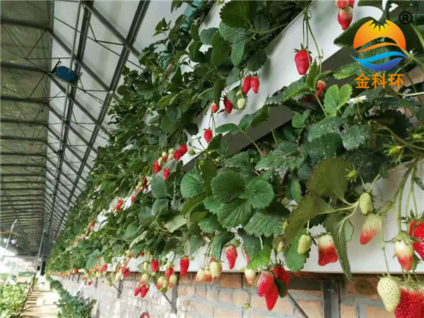 后墙好色先生软件下载