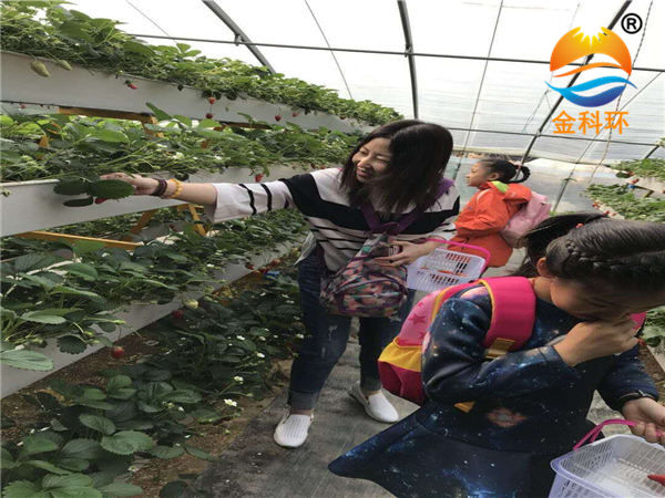 草莓好色先生软件下载26