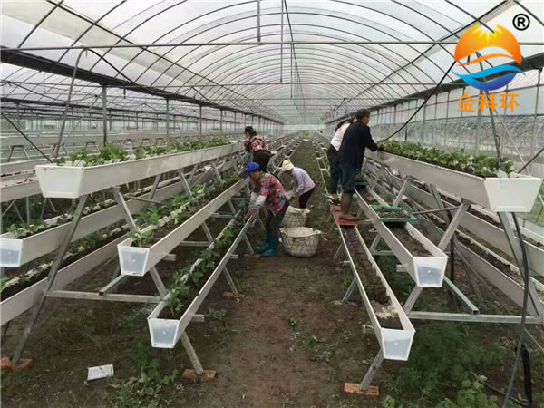 草莓好色先生软件下载8