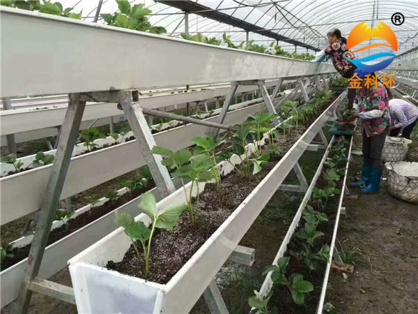 草莓好色先生软件下载34