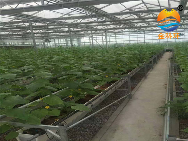 黄瓜好色先生软件下载