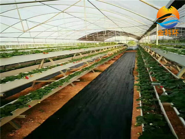 草莓好色先生软件下载17