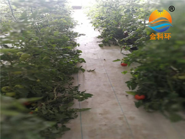番茄好色先生软件下载12