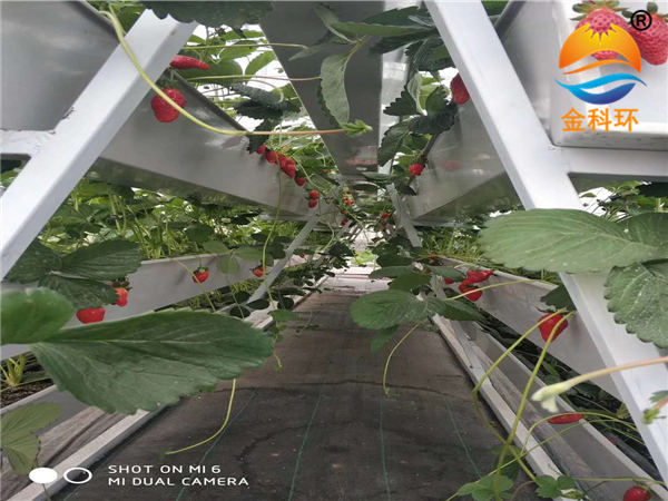 草莓好色先生软件下载53