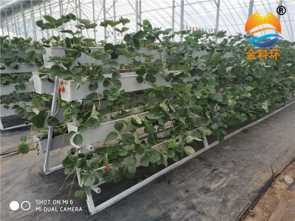 草莓好色先生软件下载49