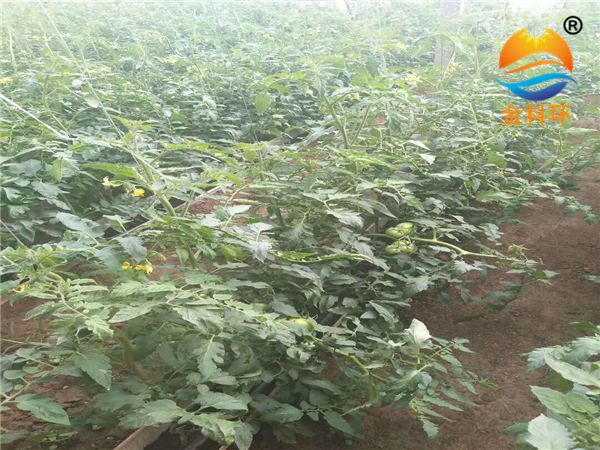 西红柿好色先生软件下载08