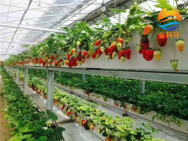 草莓好色先生软件下载12