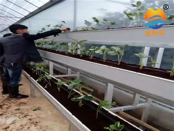 草莓好色先生软件下载45