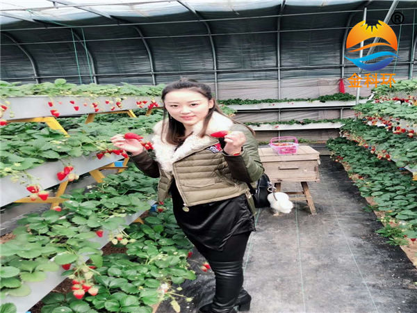 草莓立体好色先生软件下载