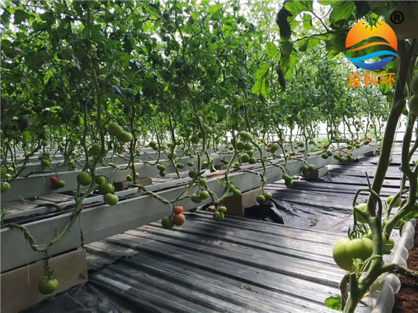 西红柿好色先生软件下载19
