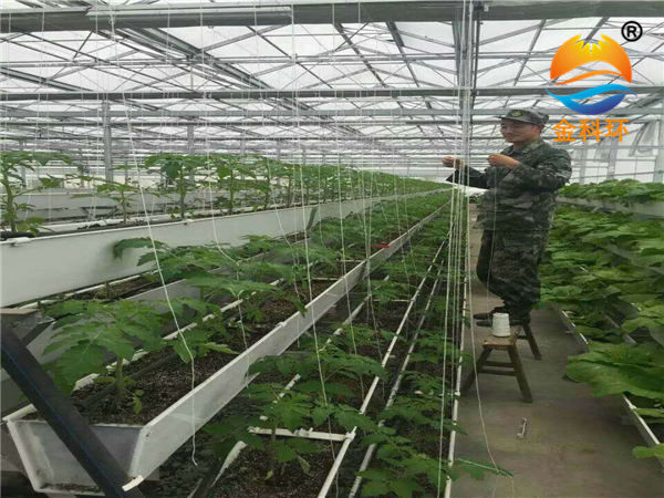 西红柿好色先生软件下载