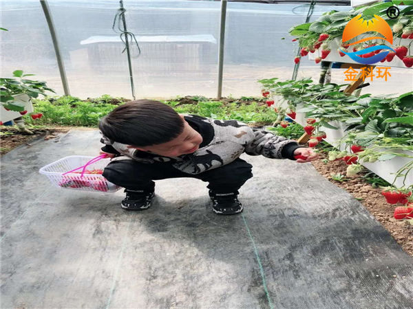 草莓好色先生软件下载6