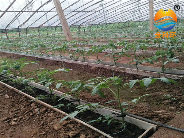 番茄好色先生软件下载14
