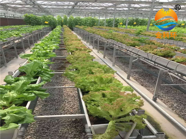 蔬菜好色先生软件下载24