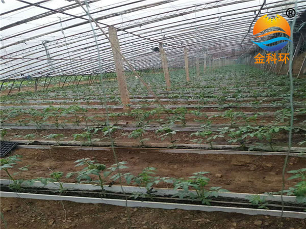 番茄好色先生软件下载07