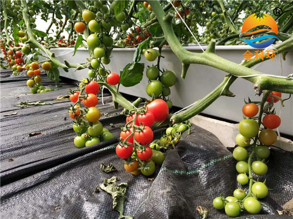 番茄好色先生软件下载21
