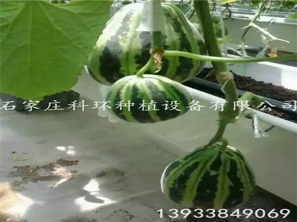 黄色好色先生草莓栽培槽