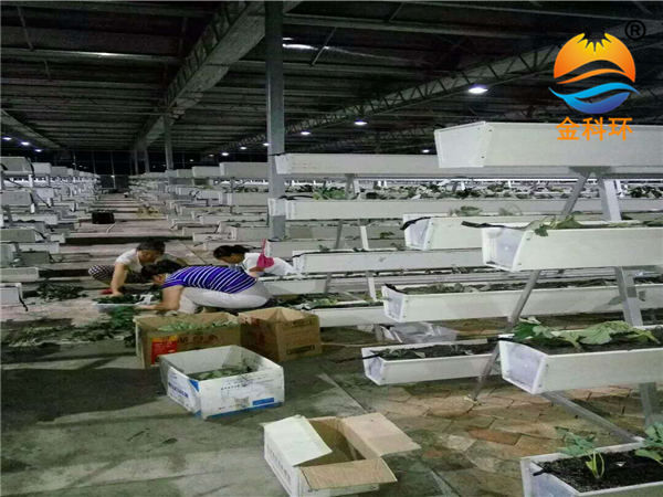 草莓好色先生软件下载13