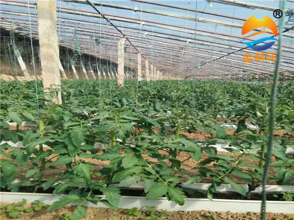 西红柿浅埋式好色先生软件下载02