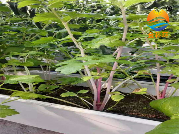 蔬菜好色先生软件下载23