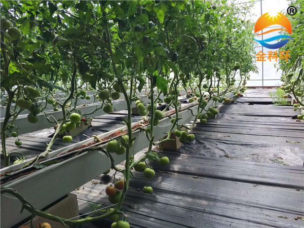番茄好色先生软件下载18