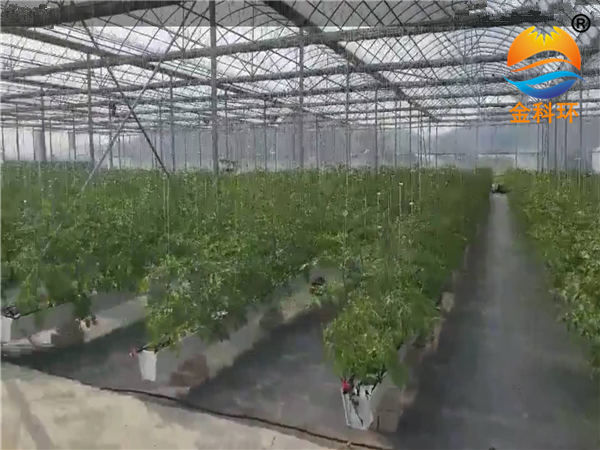 草莓好色先生软件下载40