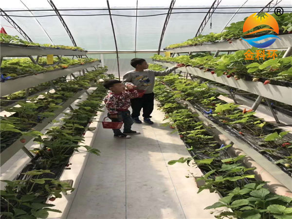 草莓好色先生软件下载27