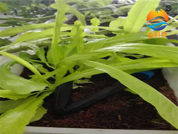 蔬菜好色先生软件下载