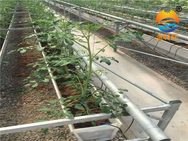 黄色好色先生草莓栽培槽